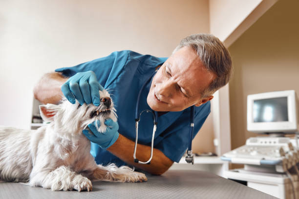 Best Same-Day Emergency Dental Services in Edmore, MI
